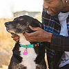 40Pcs 5 Colors Transparent Blank Acrylic Pet Dog ID Tag PALLOY-AB00043-7