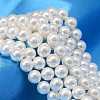 Round Shell Pearl Bead Strands X-BSHE-L011-6mm-A013-1