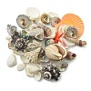 Natural Conch & Shell Beads SHEL-XCP0001-10-1