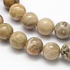 Natural Fossil Coral Round Bead Strands X-G-N0166-05-8mm-2