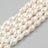 Electroplate Natural Freshwater Shell Beads Strands SHEL-T017-13A-01-1