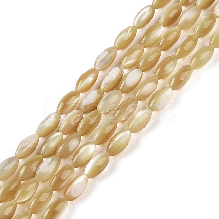 Natural Trochus Shell Beads Strands BSHE-G036-06A-1