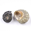 Spiral Shell Beads SSHEL-T005-03-2