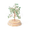 Natural Green Aventurine Chips Money Tree in Dome Glass Bell Jars with Wood Base Display Decorations DJEW-B007-04A-2