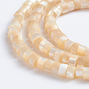 Natural Trochid Shell/Trochus Shell Beads Strands SSHEL-L016-13-4