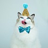Lovely Pet Birthday Hat MP-TAC0006-B01-5