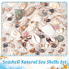  15 Styles Natural Shell Display Decorations FIND-NB0003-18-4