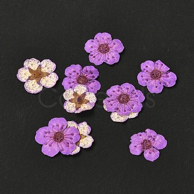 Narcissus Embossing Dried Flowers DIY-K032-60B-1