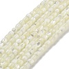 Natural Trochid Shell/Trochus Shell Beads Strands BSHE-G038-01-1