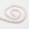 Rainbow Plated Shell Pearl Bead Strands BSHE-L025-02-10mm-2