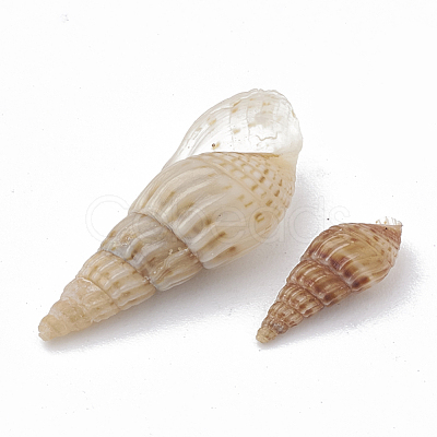 Sea Shell Beads SSHEL-S258-04-1