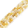 Natural Trochus Shell Beads Strands BSHE-H109-12B-1