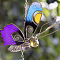 Metal Wind Chime, for Garden Outdoor Hanging Decoration, Butterfly, 350mm